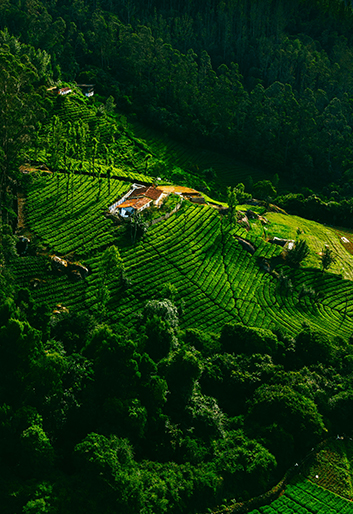 Ooty - One Day Package Tour from Chennai