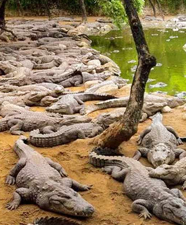 Crocodile Bank - Chennai to Mahabalipuram One Day Trip