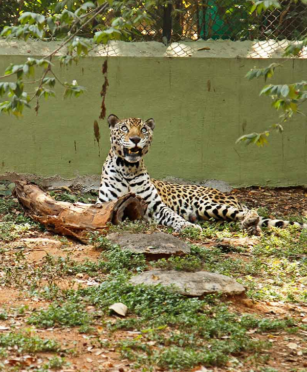 Mysore Zoo - Chennai to Mysore One Day Trip & Package