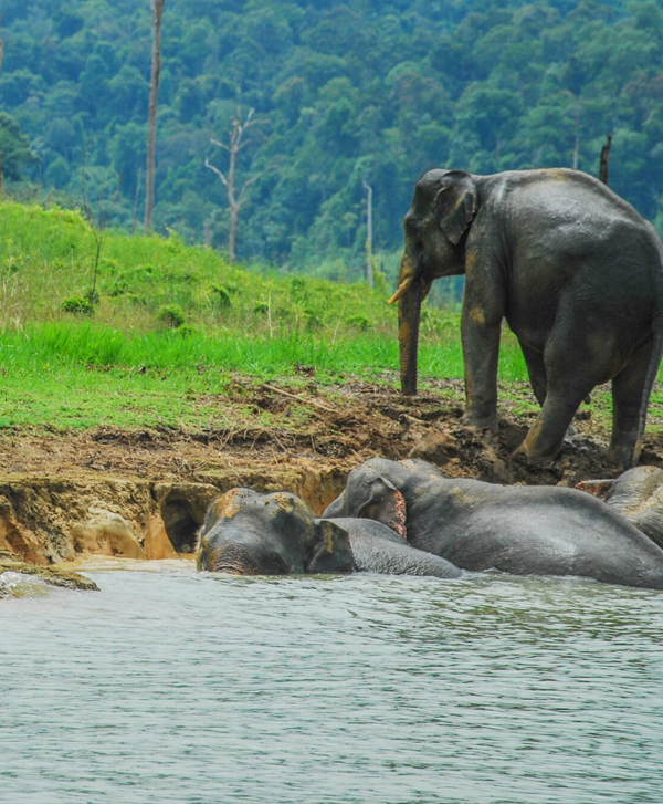 Thekkady - Chennai to Kerala One Day Package